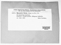 Marasmius rotula image
